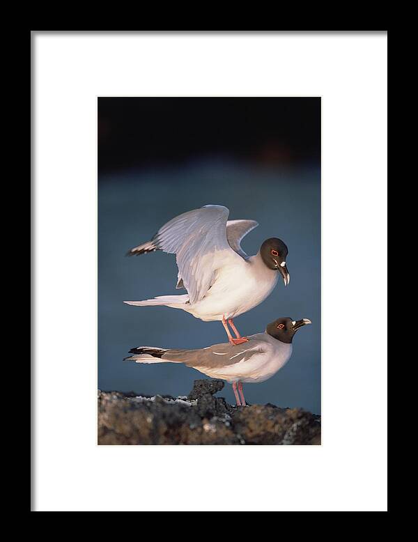 Feb0514 Framed Print featuring the photograph Swallow-tailed Gulls Mating At Dusk #1 by Tui De Roy