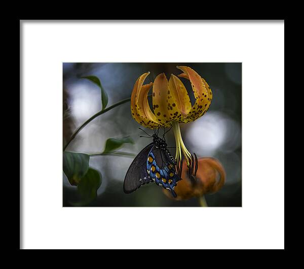 Appalachian Framed Print featuring the photograph Swallowtail On Turks Cap by Donald Brown