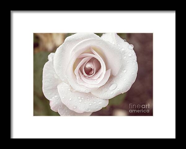 Pink Framed Print featuring the photograph Sweetness #1 by Arlene Carmel