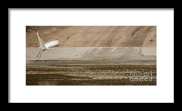 Bird Framed Print featuring the photograph Taking Off #3 by Donna Brown