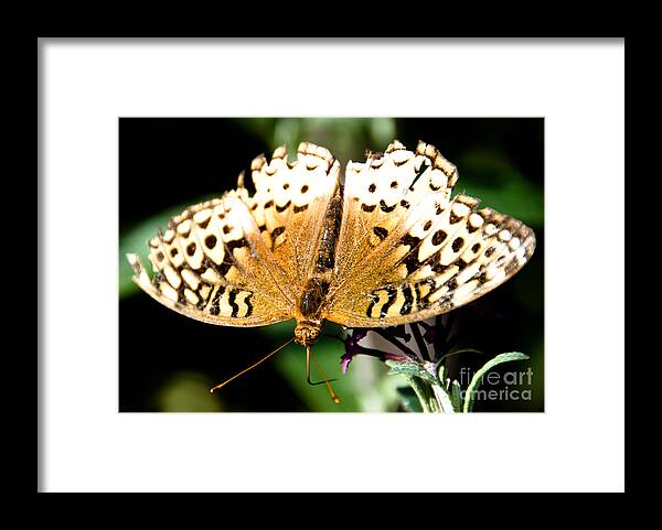  Framed Print featuring the photograph Tattered and Torn #1 by Cheryl Baxter