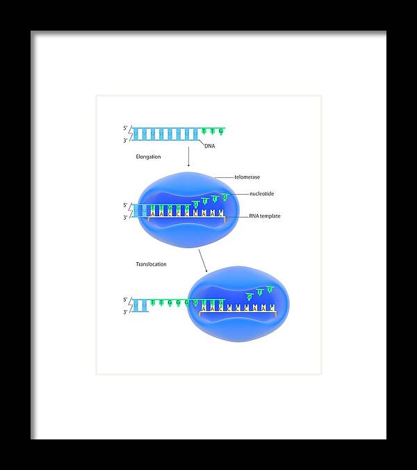 Dna Framed Print featuring the photograph Telomere And Telomerase #1 by Science Photo Library