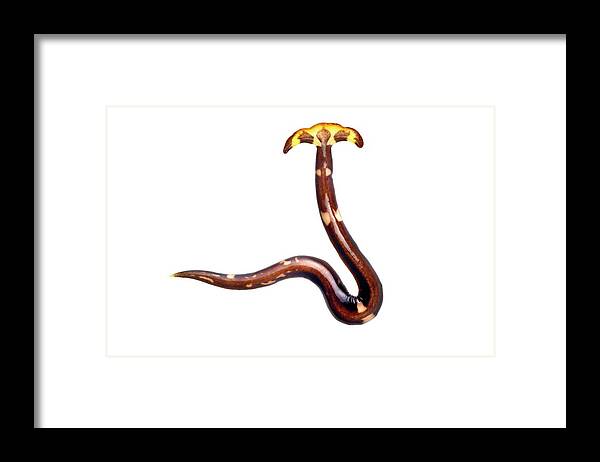 Animal Framed Print featuring the photograph Terrestrial Flatworm #1 by Alex Hyde