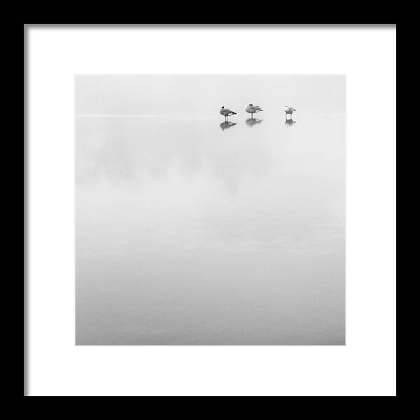 Birds Framed Print featuring the photograph The American River #1 by Lee Harland