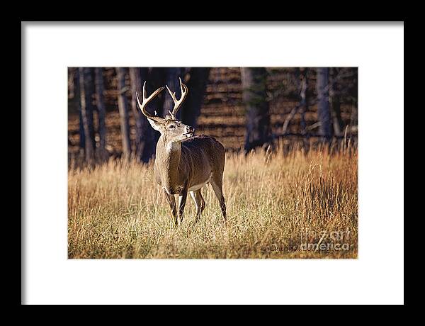 Digital Photography Framed Print featuring the photograph The Buck #2 by Laurinda Bowling
