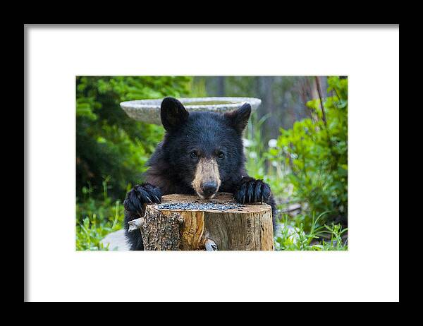 Black Bear Framed Print featuring the photograph The Cub that Came for Lunch 7 #1 by Matt Swinden