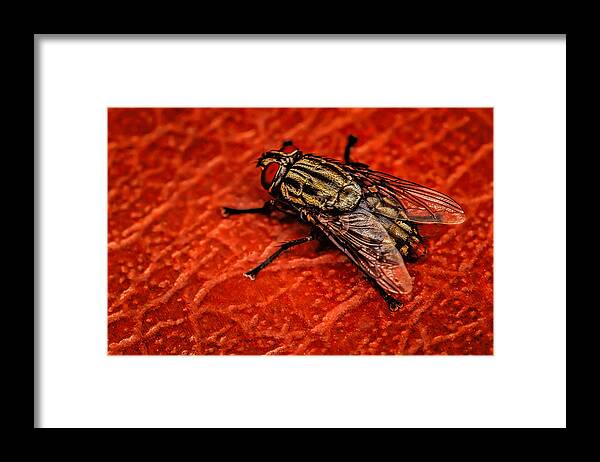 Canvas Prints Framed Print featuring the photograph The Fly #1 by Dave Bosse