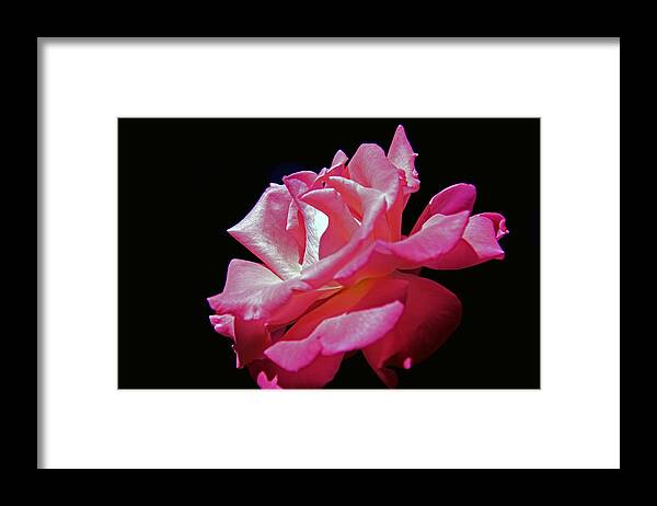 Rose Framed Print featuring the photograph The Last Rose of Summer #1 by Andy Lawless