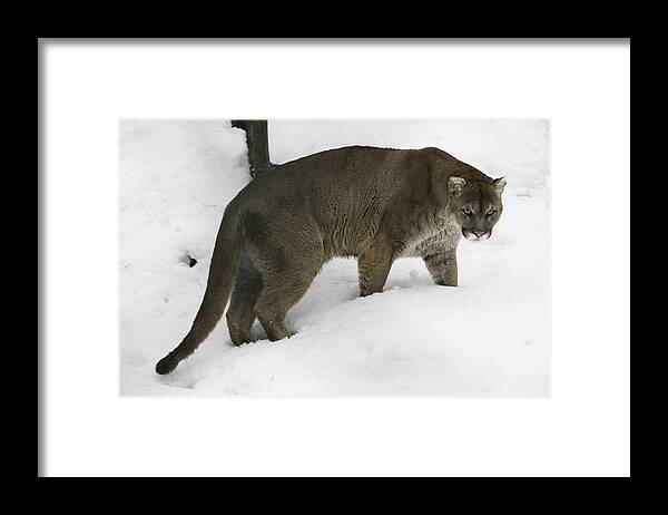 Cougar Framed Print featuring the photograph The Look #1 by David Barker