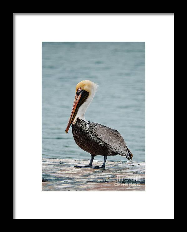 Usa Framed Print featuring the photograph The Pelican by Hannes Cmarits