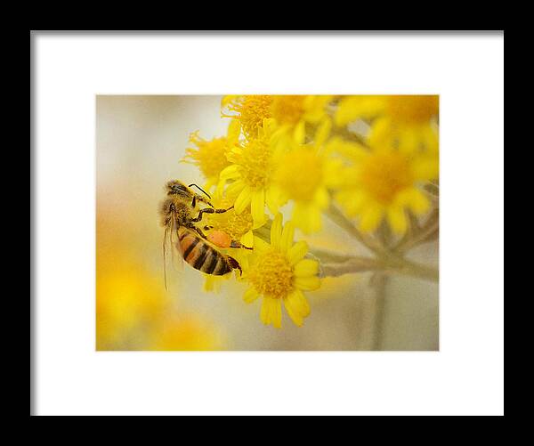 Honey Bee Framed Print featuring the photograph The Pollinator 2 #1 by Fraida Gutovich