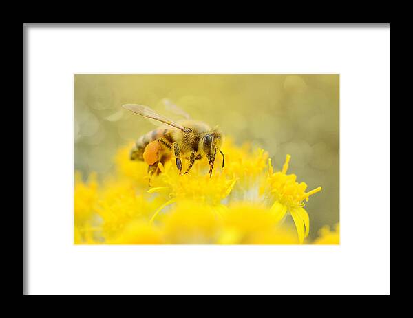 Honey Bee Framed Print featuring the photograph The Pollinator #1 by Fraida Gutovich