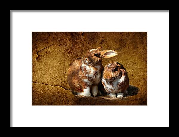 Rabbit Framed Print featuring the photograph The rabbit #1 by Heike Hultsch