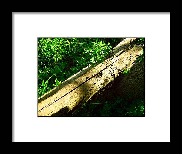 Shawn Framed Print featuring the photograph The Sapling #1 by Shawn Dall