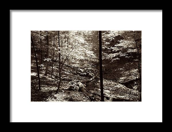 Woods Framed Print featuring the photograph The Woods #1 by William Norton