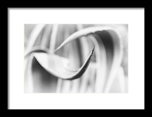 Nature Framed Print featuring the photograph Thorn by Darko Ivancevic