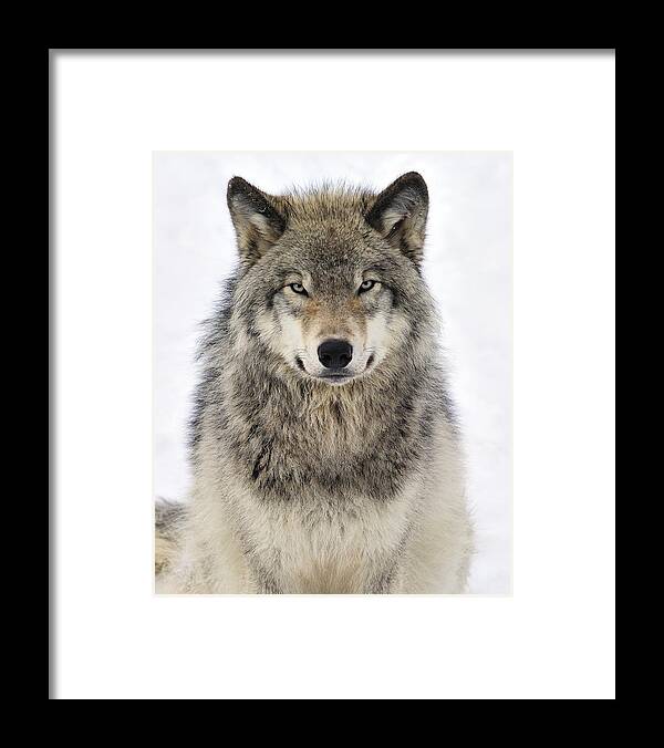 Wolf Framed Print featuring the photograph Timber Wolf Portrait by Tony Beck