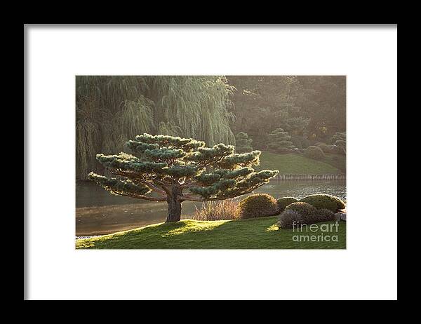 Bonsai Framed Print featuring the photograph Tranquility by Patty Colabuono