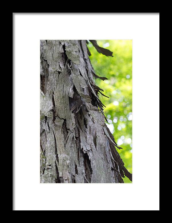 Tree Bark Framed Print featuring the photograph Tree bark #1 by Susan Jensen