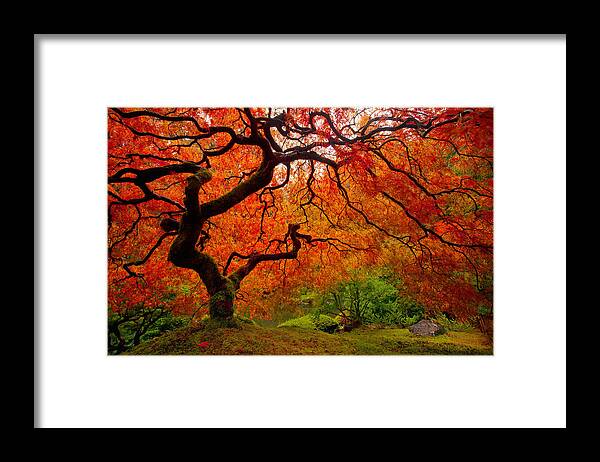Autumn Framed Print featuring the photograph Tree Fire #2 by Darren White
