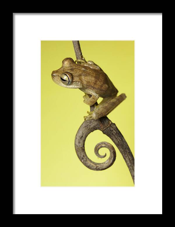 Frog Framed Print featuring the photograph Tree Frog On Twig In Background Copyspace #1 by Dirk Ercken