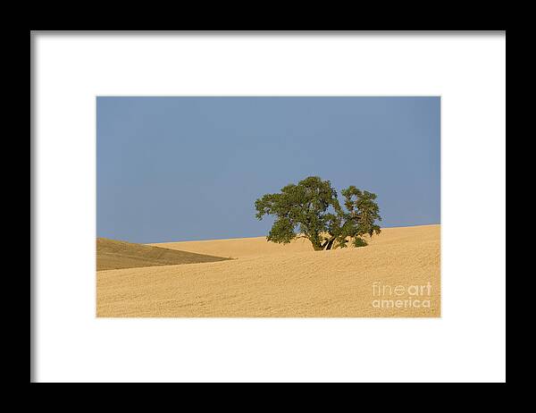 Tree Framed Print featuring the photograph Tree In Field #1 by John Shaw