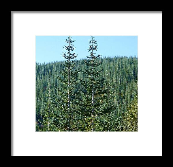 Noble Trees Framed Print featuring the photograph Trees Of Nobility by Susan Garren