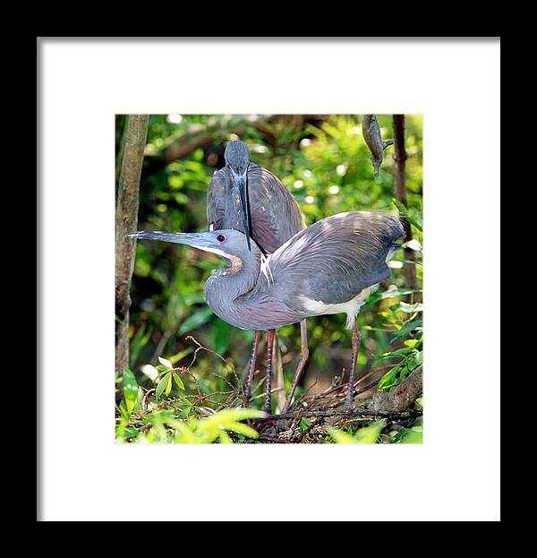 Animal Framed Print featuring the photograph Tricolor Heron Adults In Breeding #1 by Millard H. Sharp