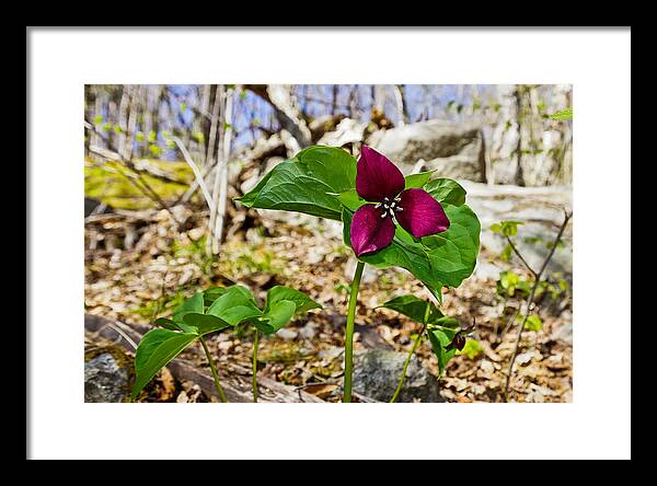 Belknaps Framed Print featuring the photograph Trillium by Rockybranch Dreams