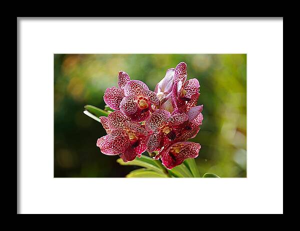 Orchid Framed Print featuring the photograph Tropical Bouquet by Blair Wainman