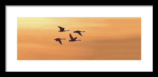 Photography Framed Print featuring the photograph Trumpeter Swans In Flight At Sunset #1 by Panoramic Images