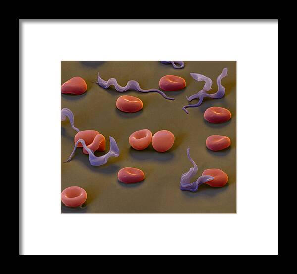 Magnification Framed Print featuring the photograph Trypanosomes #1 by Eye of Science