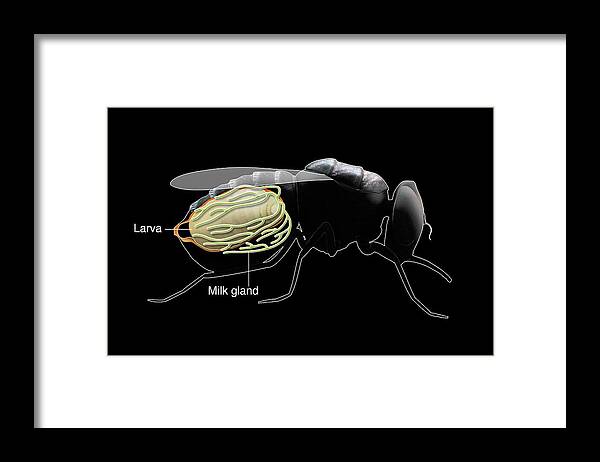 Nobody Framed Print featuring the photograph Tsetse Fly 'milk' Gland #1 by Mikkel Juul Jensen