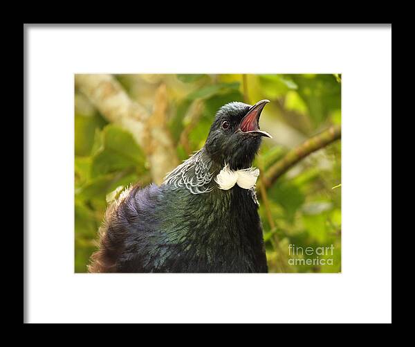 Behavior Framed Print featuring the photograph Tui Calling Loudly #1 by Max Allen