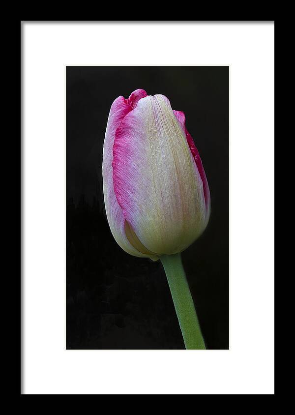 Tulip Framed Print featuring the photograph Tulip Bright #1 by Diane Fifield