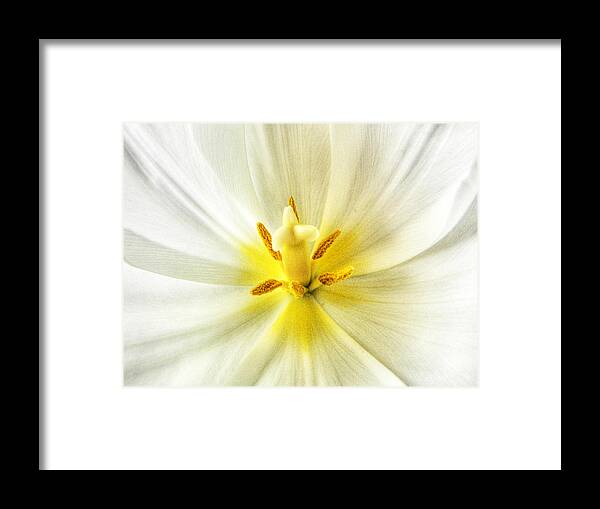 Tulips Framed Print featuring the photograph Tulip Heart #1 by Sharon Lisa Clarke