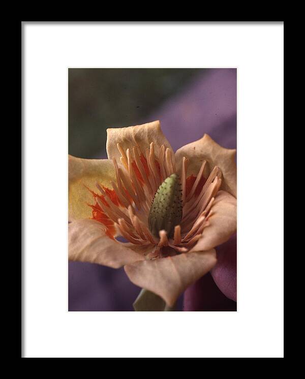 Retro Images Archive Framed Print featuring the photograph Tulip Tree Flower #1 by Retro Images Archive