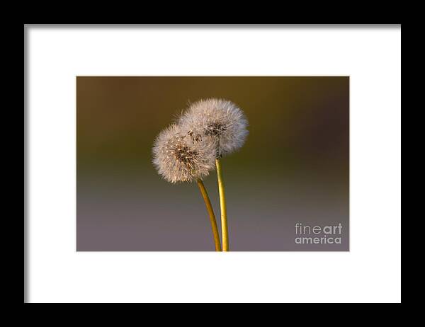 Dandelion Framed Print featuring the photograph Two #1 by Deborah Scannell