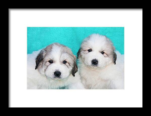 Alert Framed Print featuring the photograph Two Great Pyrenees Puppies Sitting #1 by Zandria Muench Beraldo