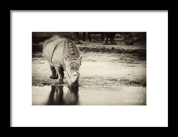 Africa Framed Print featuring the photograph Two White Rhinos by Nick Biemans