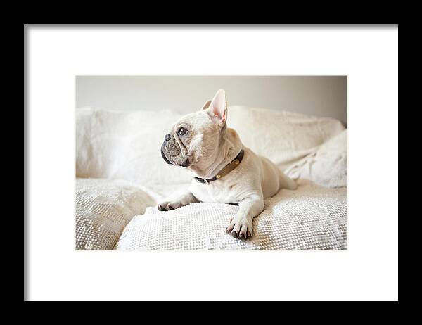 Animal Themes Framed Print featuring the photograph Usa, New York State, New York City #1 by Jessica Peterson