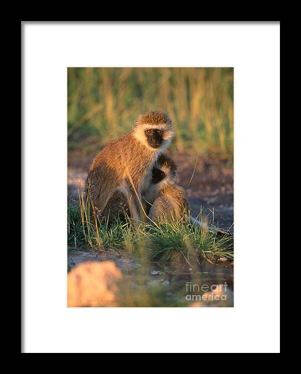 Vervet Monkey Framed Print featuring the photograph Vervet Monkey #1 by Art Wolfe