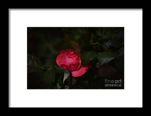  Costa Rica Framed Print featuring the photograph Wake Up It's Morning #1 by Pamela Shearer