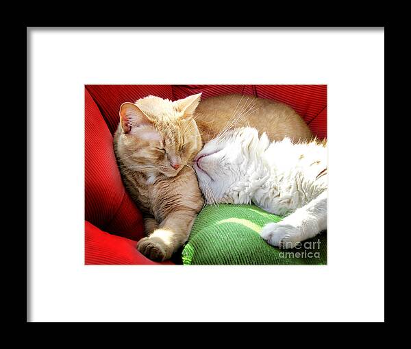 Cats Framed Print featuring the photograph Warmth and Love for the Holidays by Ellen Cotton