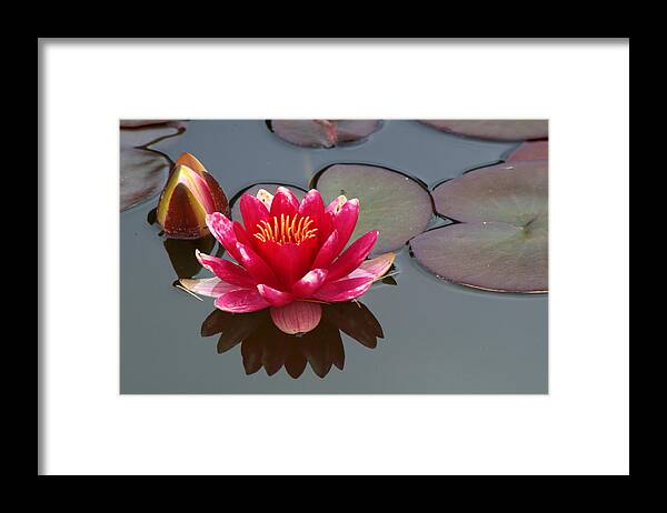 Water Lily Framed Print featuring the photograph Water Lily #1 by Chris Day