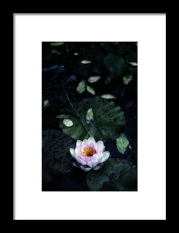 Pink Framed Print featuring the photograph Water Lily #1 by Joana Kruse