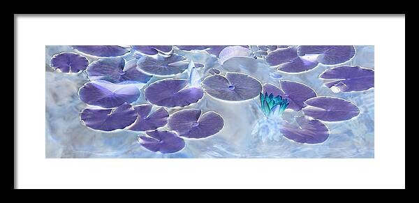 Water Lily Framed Print featuring the photograph Water Lily Serenity by Leda Robertson