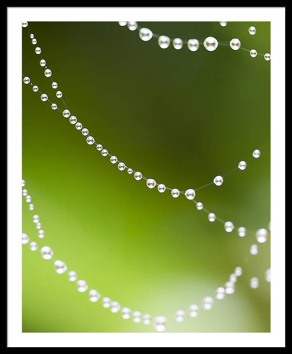 Spiders Web Framed Print featuring the photograph Web World by Steven Poulton