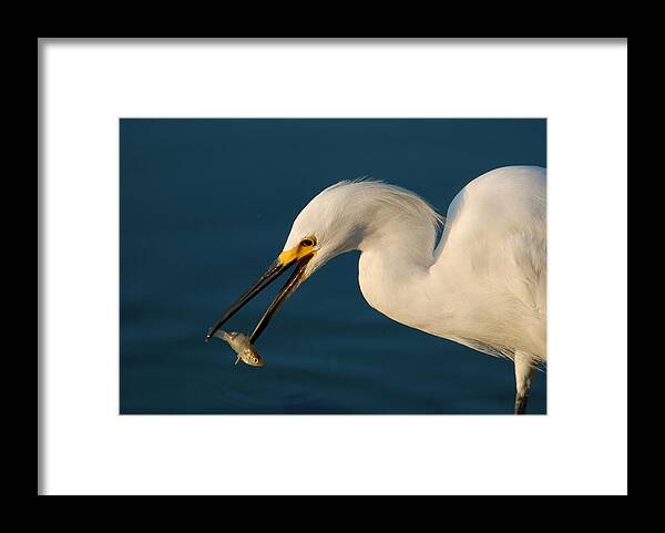Bird Framed Print featuring the photograph White Egret #1 by Dung Ma