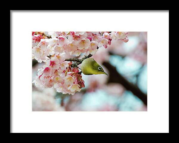 Animal Themes Framed Print featuring the photograph White-eye And Cherry Blossoms #1 by I Love Photo And Apple.